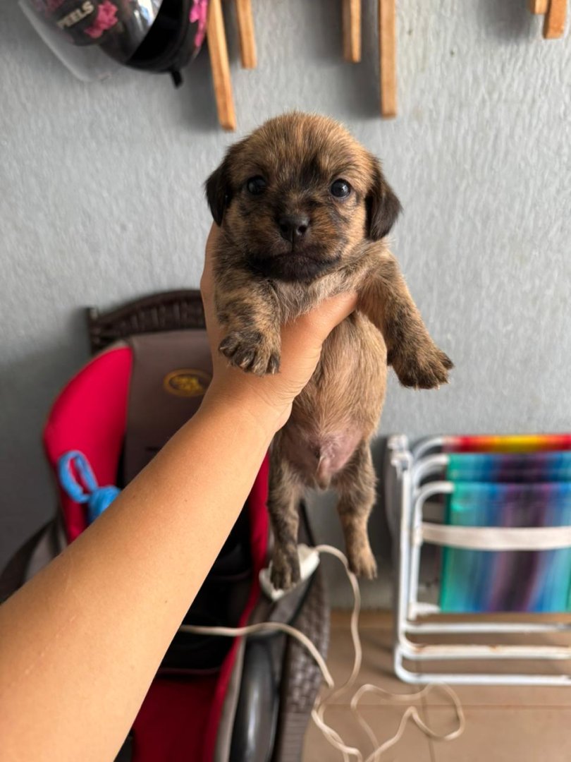 Cachorro para adoção