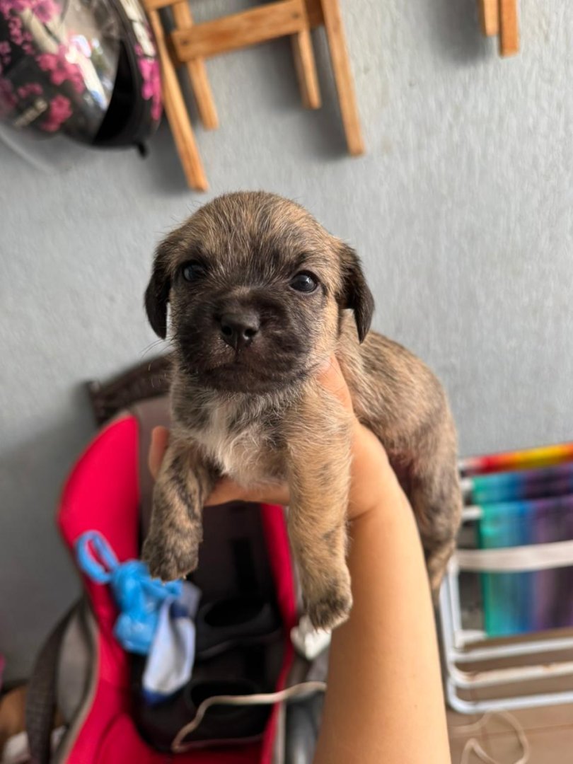 Cachorro para adoção