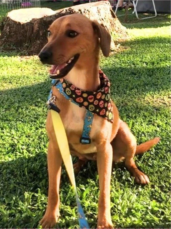 Cachorro para adoção