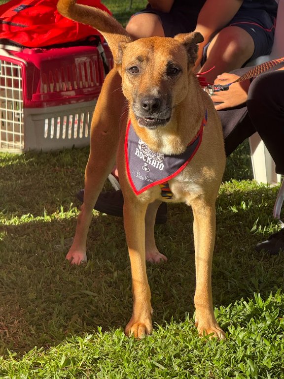 Cachorro para adoção