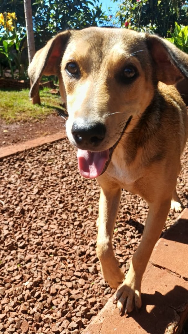 Cachorro para adoção