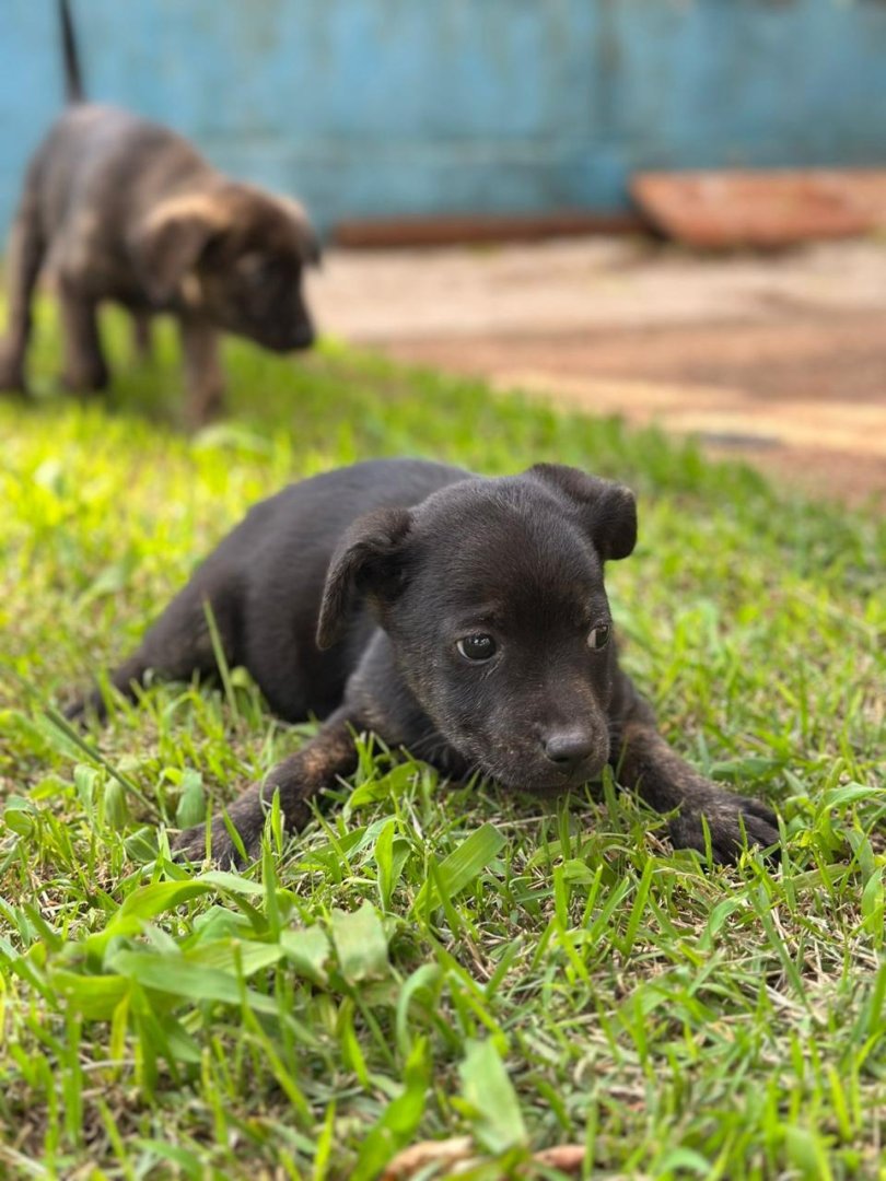 Cachorro para adoção