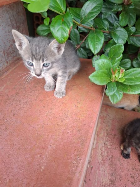 Gato para adoção