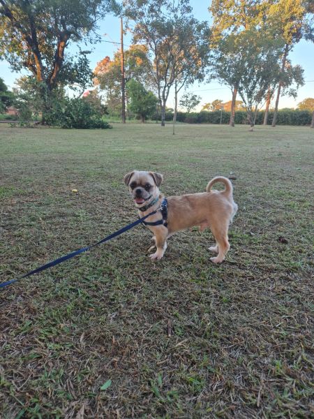 Cachorro para adoção