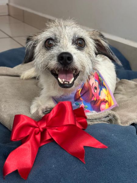 Cachorro para adoção