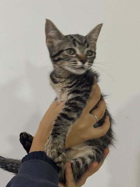 Gato para adoção