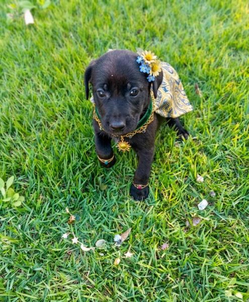Cachorro para adoção