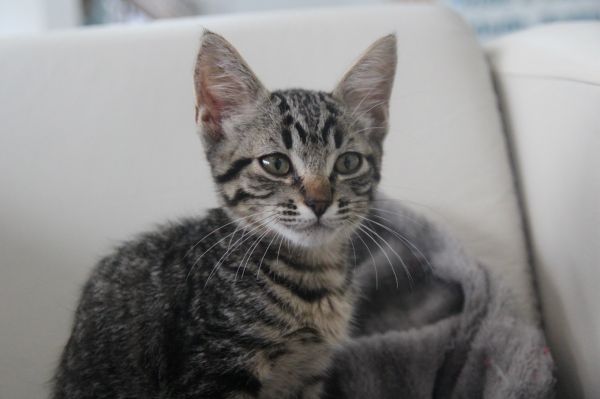 Gato para adoção