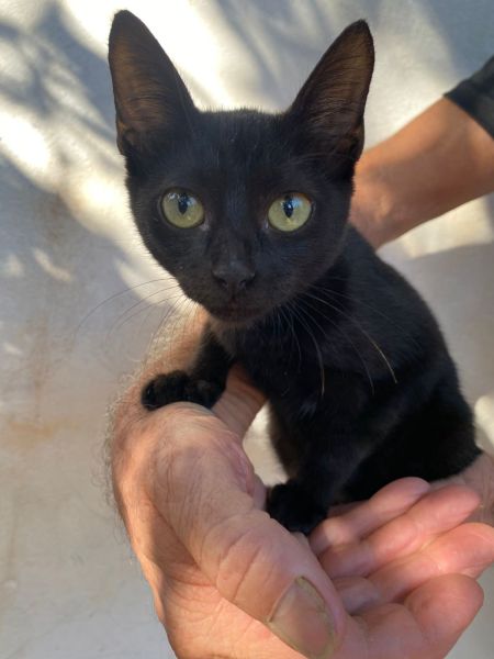 Gato para adoção