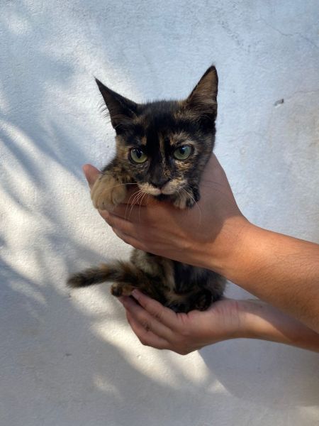 Gato para adoção