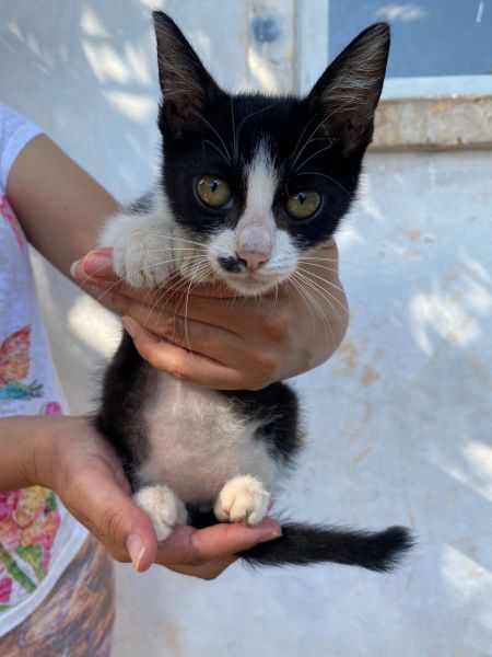 Gato para adoção