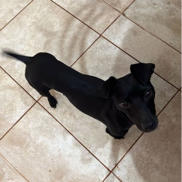 Cachorro para adoção