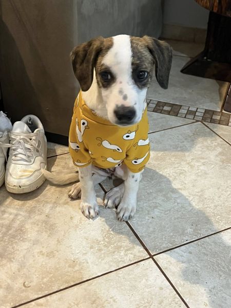 Cachorro para adoção