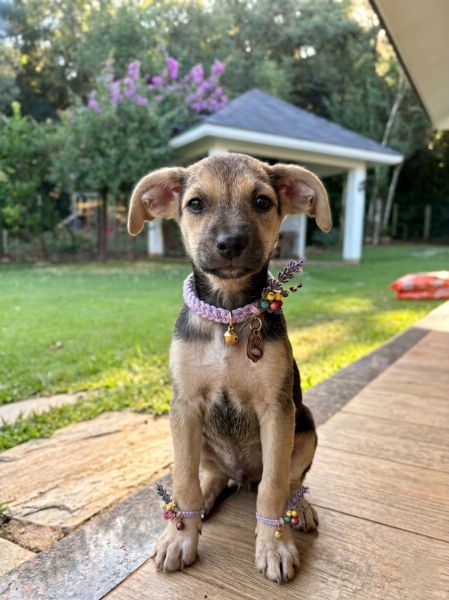 Cachorro para adoção