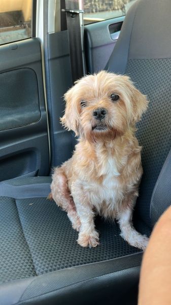 Cachorro para adoção