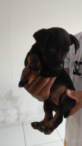 Cachorro para adoção