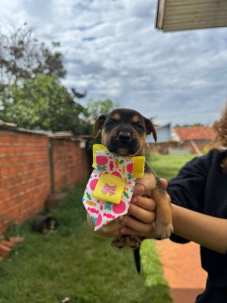 Cachorro para adoção