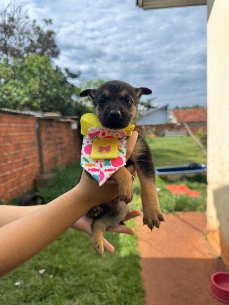 Cachorro para adoção