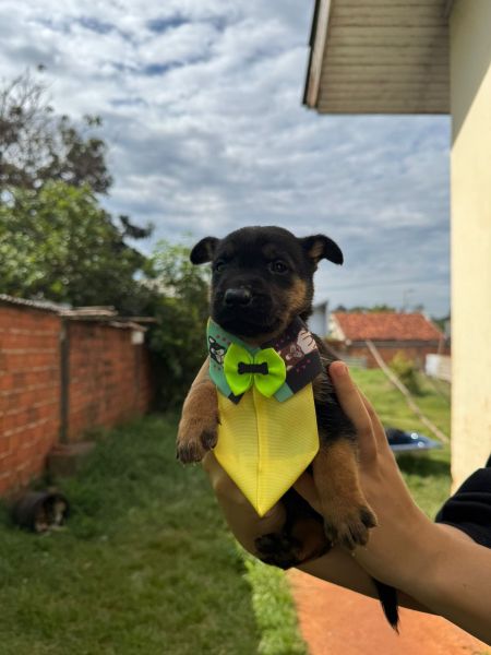 Cachorro para adoção