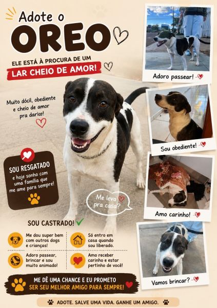 Cachorro para adoção