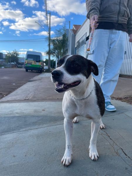 Cachorro para adoção
