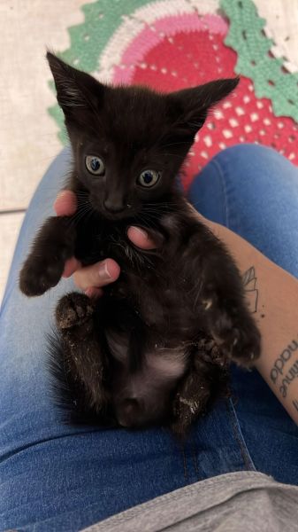Gato para adoção