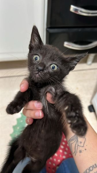 Gato para adoção