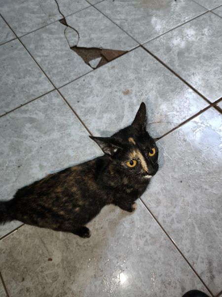 Gato para adoção
