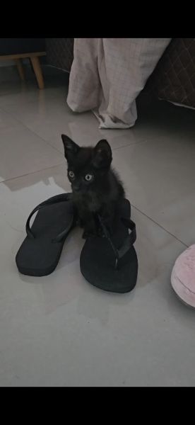 Gato para adoção