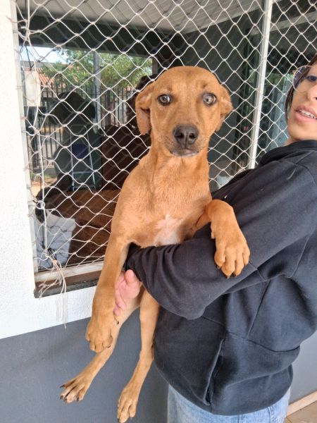 Cachorro para adoção