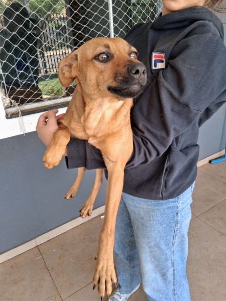 Cachorro para adoção