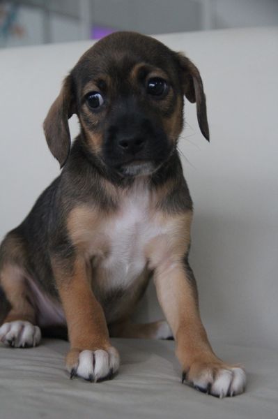 Cachorro para adoção