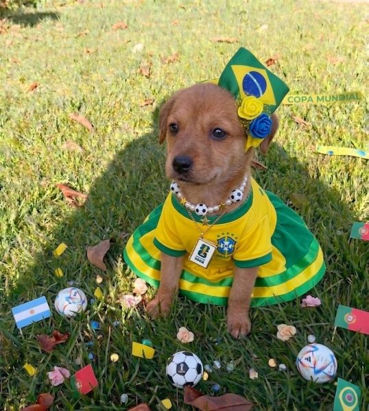 Cachorro para adoção