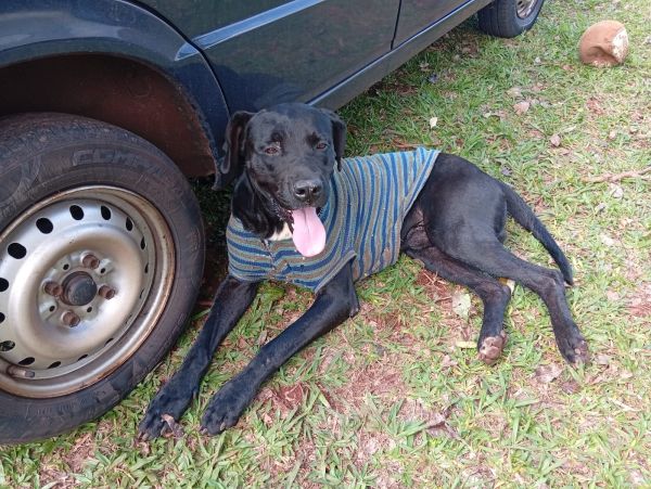 Cachorro para adoção