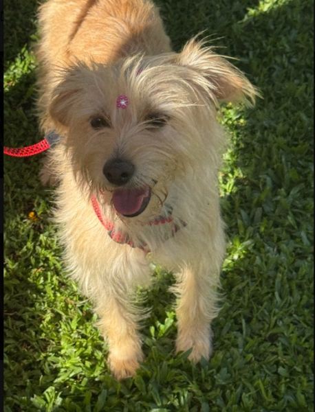 Cachorro para adoção