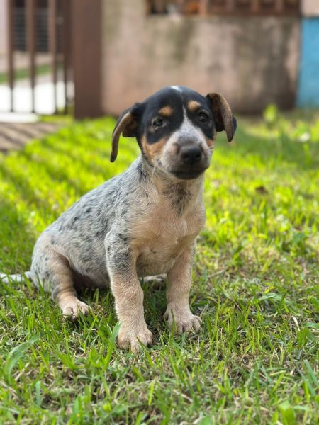 Cachorro para adoção