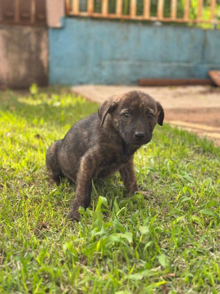 Cachorro para adoção