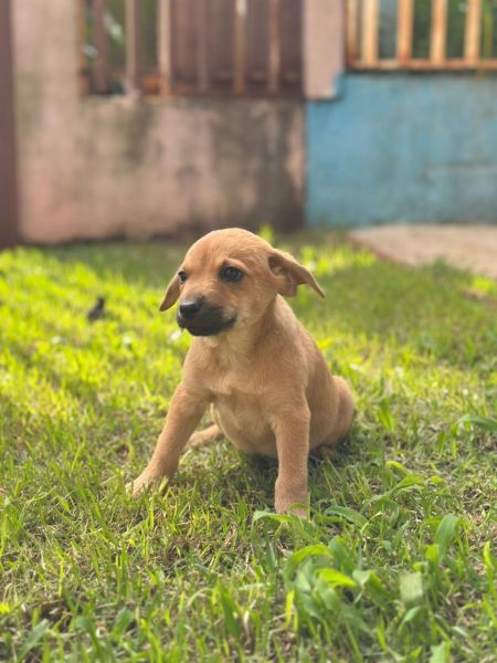 Cachorro para adoção