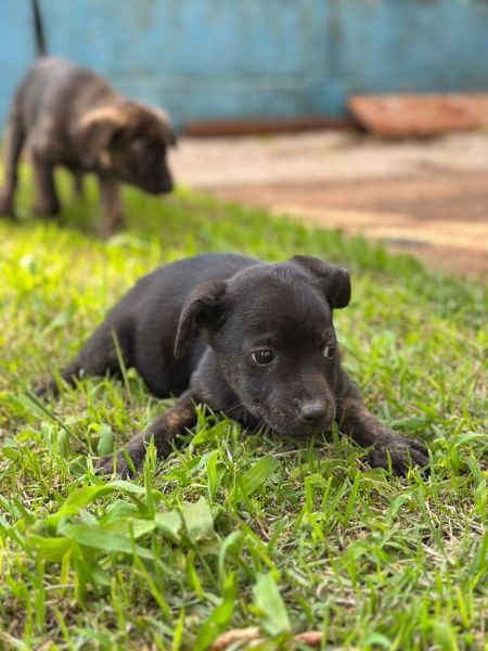 Cachorro para adoção