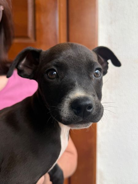 Cachorro para adoção