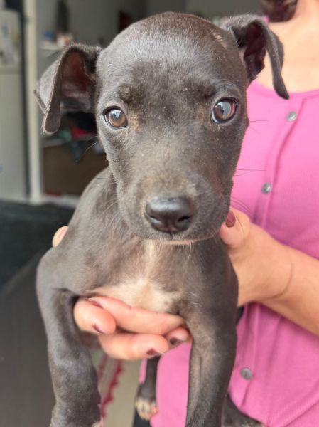Cachorro para adoção
