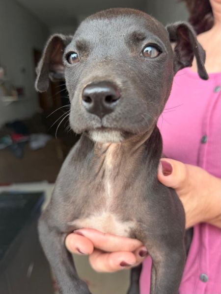 Cachorro para adoção