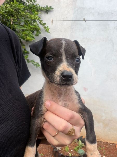 Cachorro para adoção