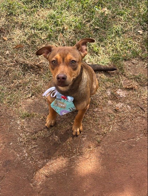 Cachorro para adoção