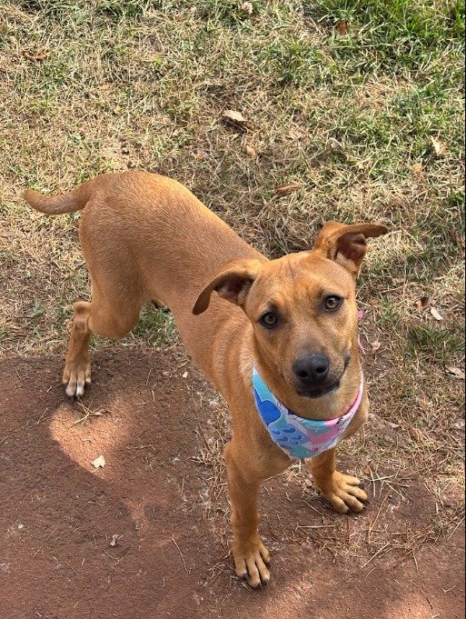 Cachorro para adoção