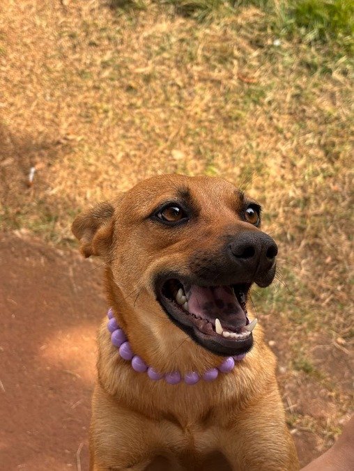 Cachorro para adoção