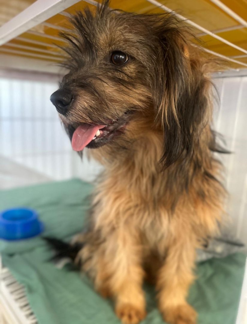 Cachorro para adoção