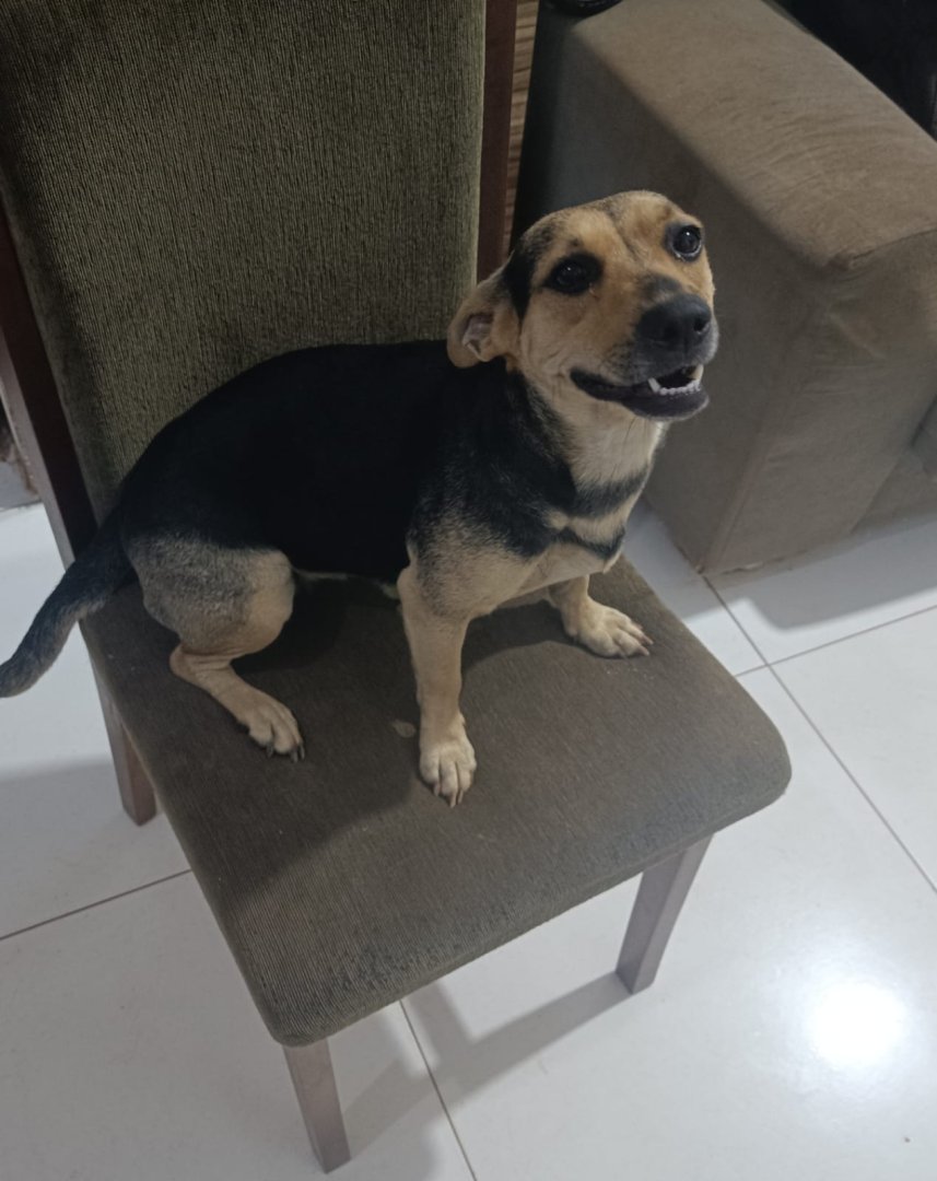 Cachorro para adoção