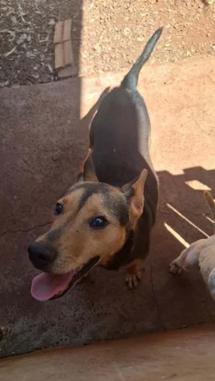 Cachorro para adoção