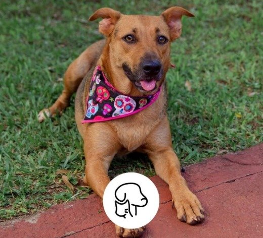 Cachorro para adoção